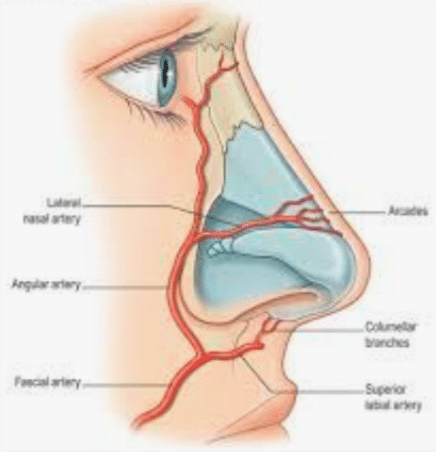 rinomodelación principales venas y arterias