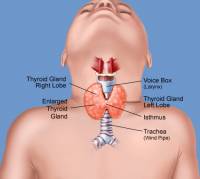 Tiroides clinica vicario