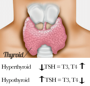 glándula tiroidea clinica vicario
