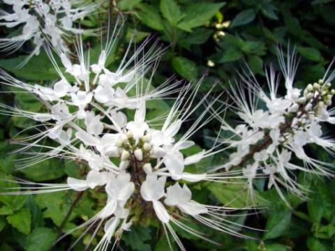 Ortosifón un aliado natural para perder peso