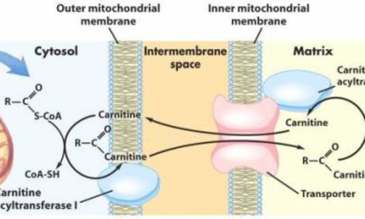 can you take l-carnitine when breastfeeding is it safe to take l carnitine while breastfeeding When to Take L-Carnitine