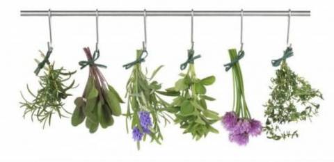 Plantas Medicinales para el Cuidado del Sistema Óseo