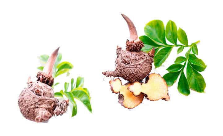 glucomanano clinica vicario