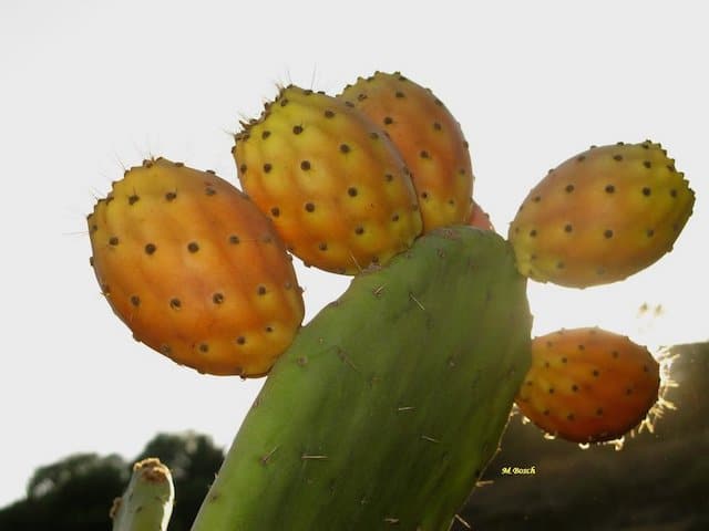 aceite higo chumbo clinica vicario