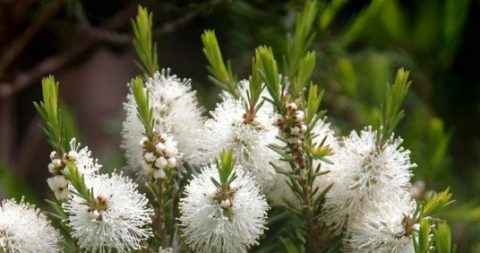 aceite de Árbol de té y sus usos medicinales