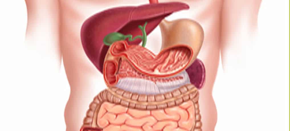 Vitaminas para digestión óptima Clinica vicario