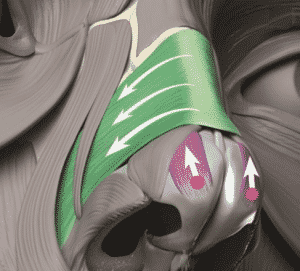 rinomodelacion anatomia